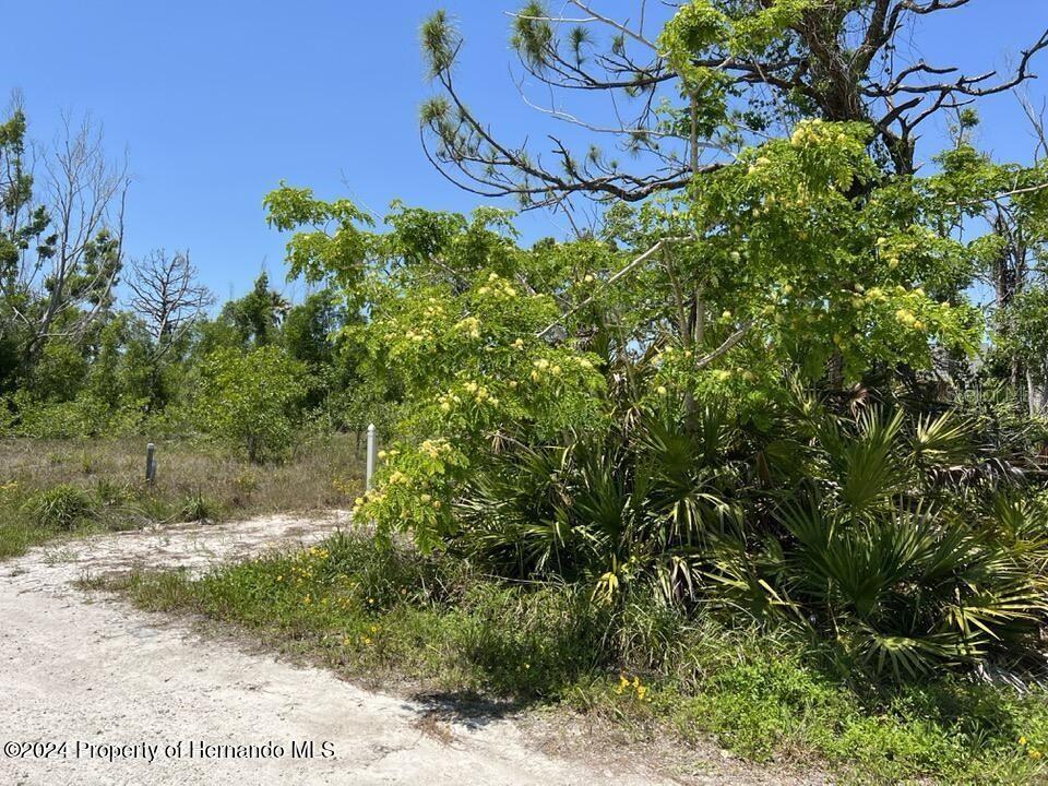 A dirt path leads toward a wooded lot with a flowering tree and palmettos — 3714 MYERS LANE, ST JAMES CITY, FL