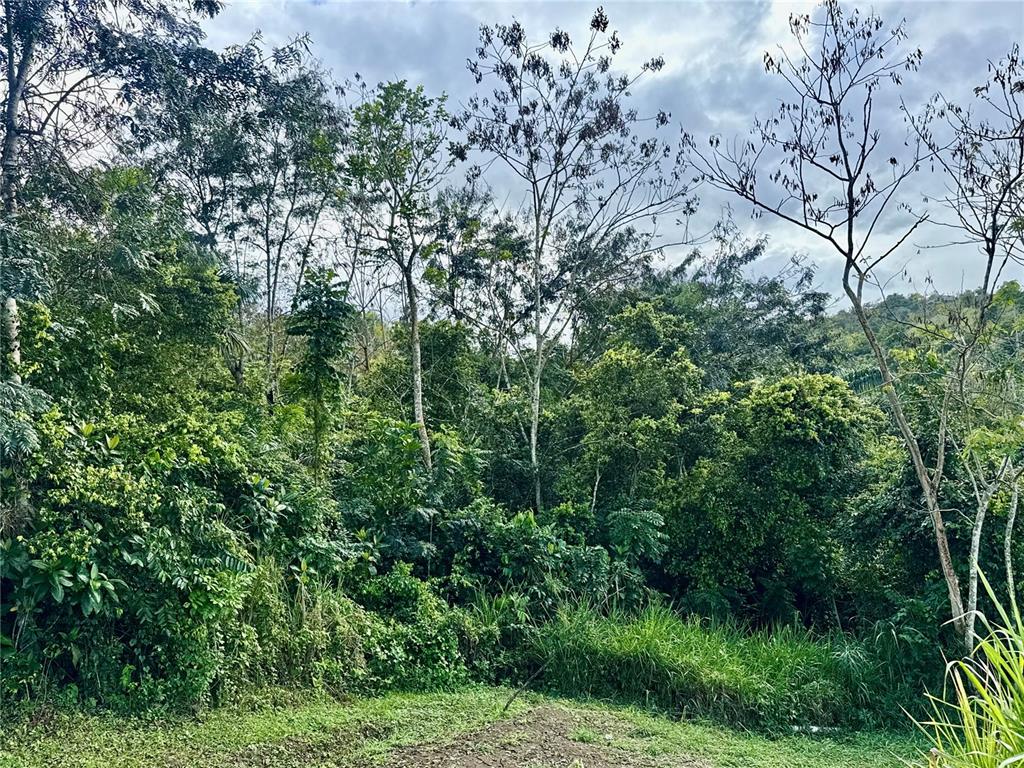 A view of a dense, green forest with tall trees under a cloudy sky — BO RINCÓN LOMAS, CAYEY, PR