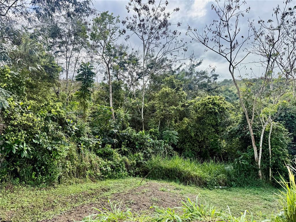 A grassy clearing leads to a dense, wooded forest under a cloudy sky — BO RINCÓN LOMAS, CAYEY, PR