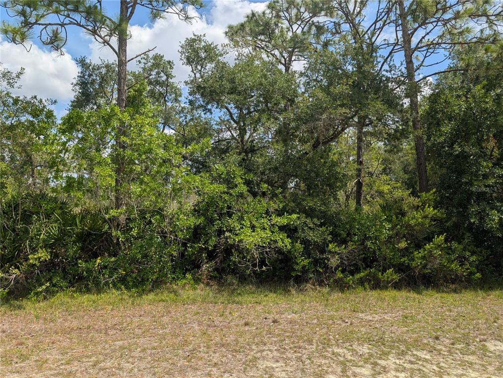 A view of a sandy lot bordered by a dense line of trees and shrubs — 716 ORCHID DRIVE, INDIAN LAKE ESTATES, FL