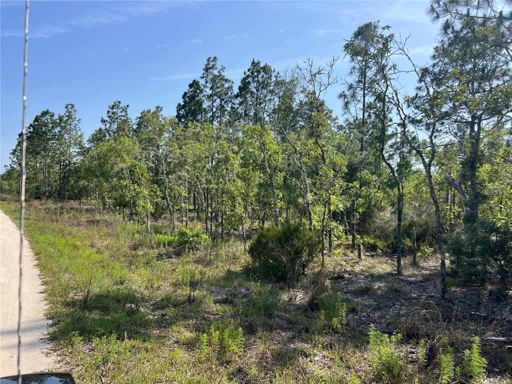 A dirt road runs alongside a wooded lot with tall pine trees and low brush — NE 151ST AVENUE, WILLISTON, FL