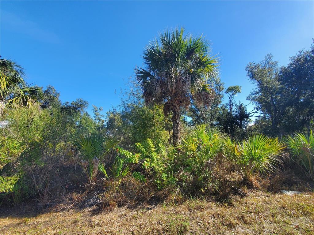 A tall palm tree stands in a wooded lot with dense green brush and vegetation — 1520 CAPEL STREET, PORT CHARLOTTE, FL
