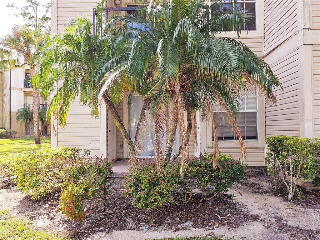 A multi-trunk palm tree stands in front of a tan apartment building with sliding doors — 1916 LAKE ATRIUMS CIRCLE UNIT 25, ORLANDO, FL
