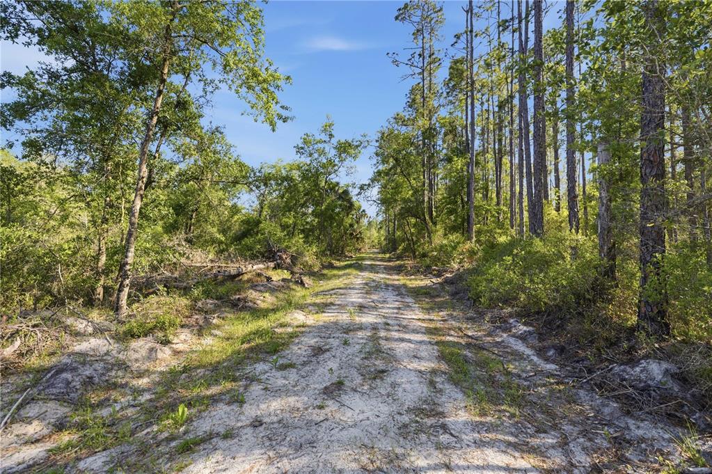 A dirt path winds through a wooded area with tall pine trees and dense vegetation — TBD NE 125TH AVENUE, FORT MC COY, FL