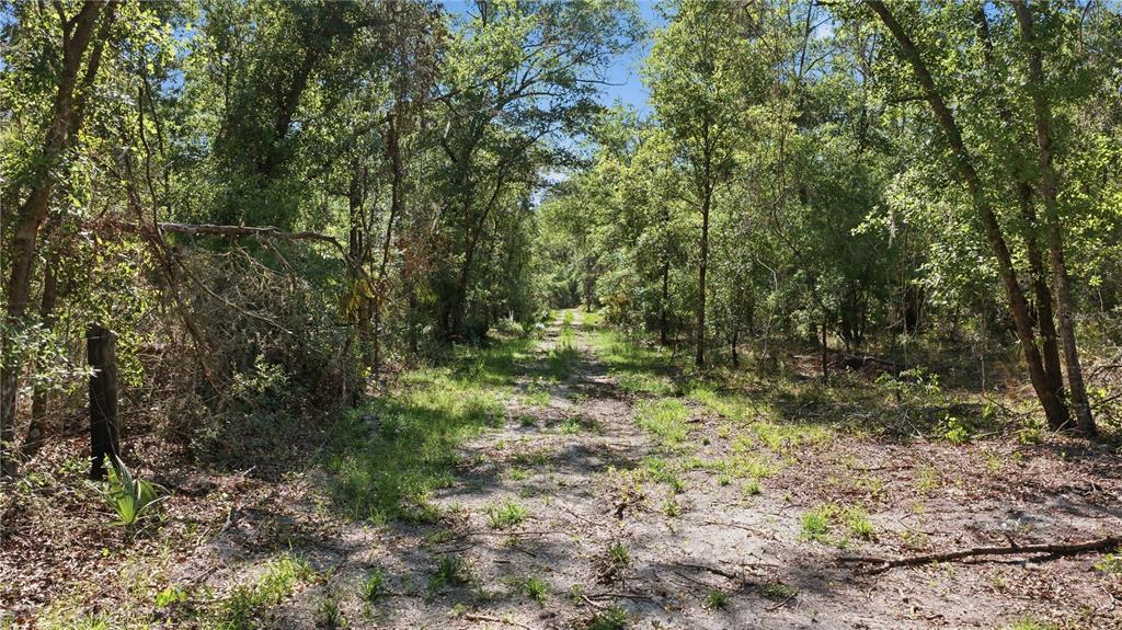 A dirt path leads through a wooded area with dense trees and scattered vegetation — TBD NE 125TH AVENUE, FORT MC COY, FL