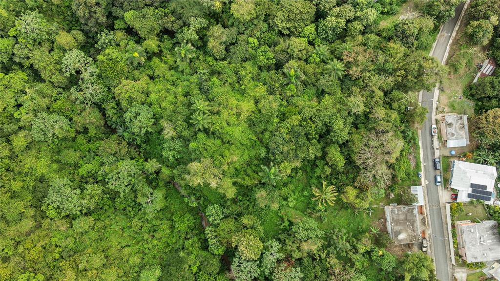 An aerial view shows a dense forest bordering a paved residential street with several houses — BO. JAGUITAS SOLAR 2, HORMIGUEROS, PR