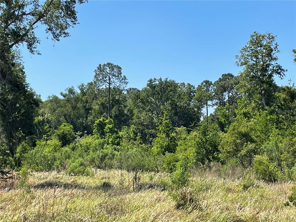 A view of a grassy field leading to a dense line of trees and shrubs — AVONWOOD, TAMPA, FL