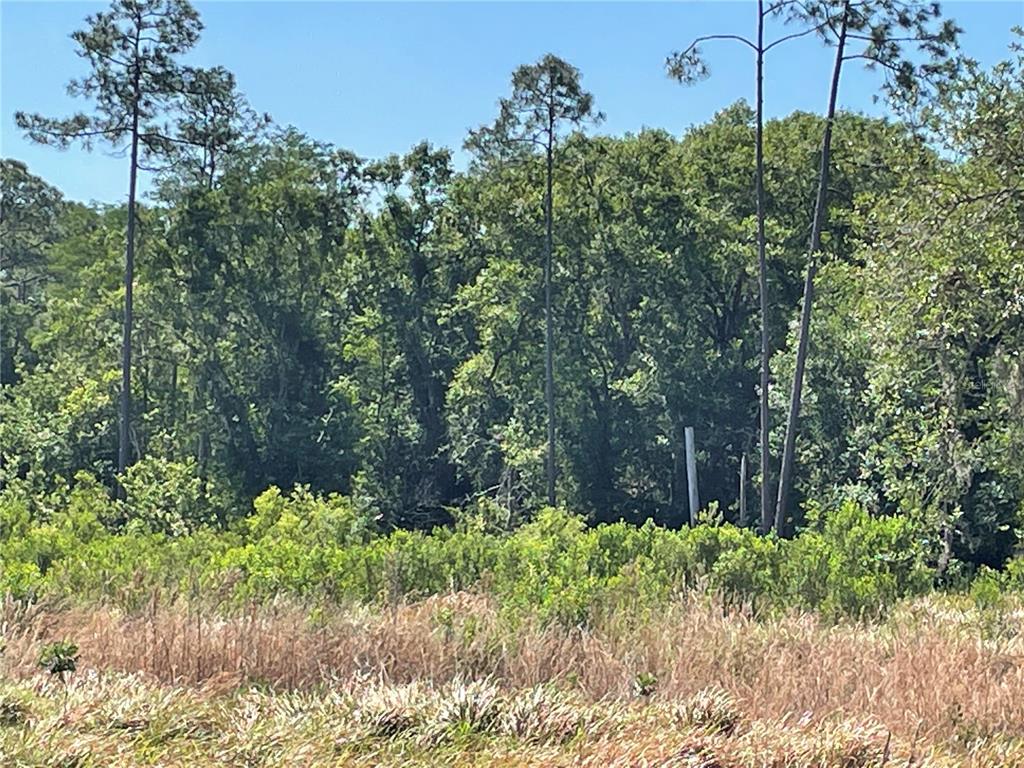 A view of a grassy field leading to a dense forest of trees — AVONWOOD, TAMPA, FL