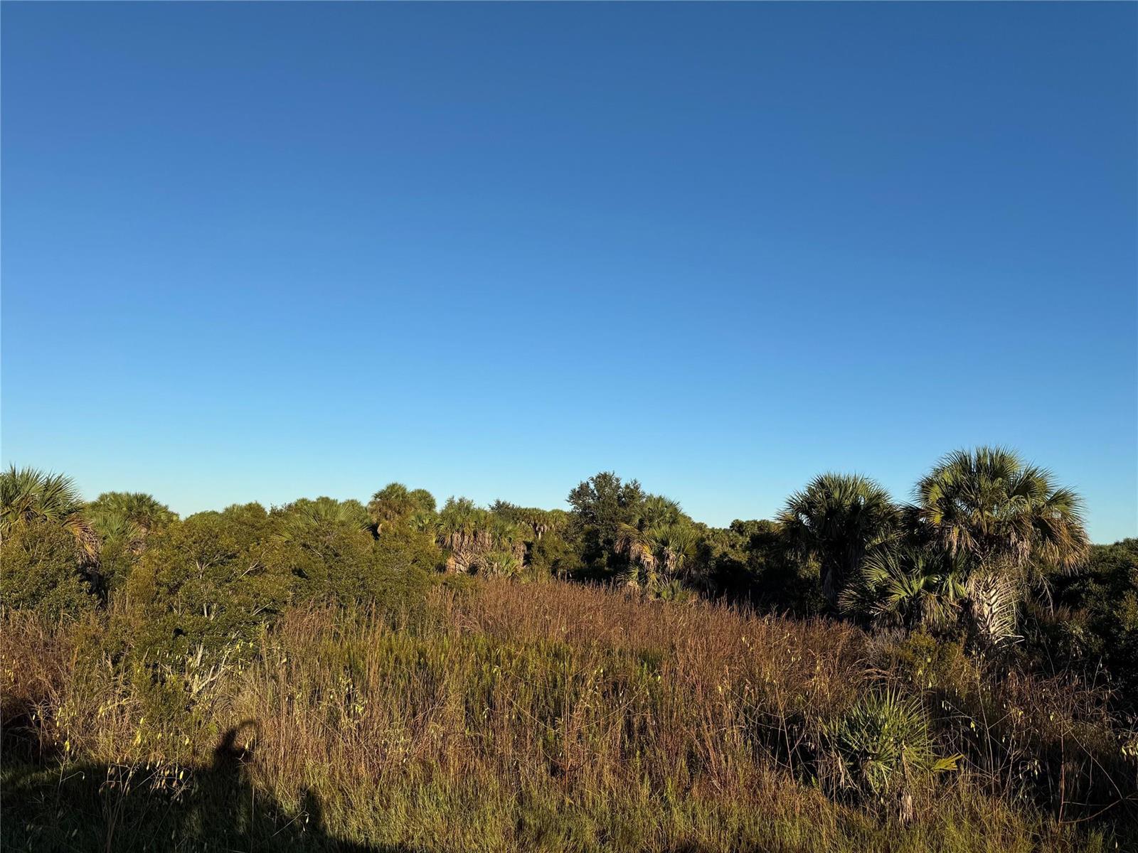 A view of a grassy field with scattered palm trees under a clear blue sky — 2025 Cabbage Lane, Okeechobee FL 34974, OKEECHOBEE, FL