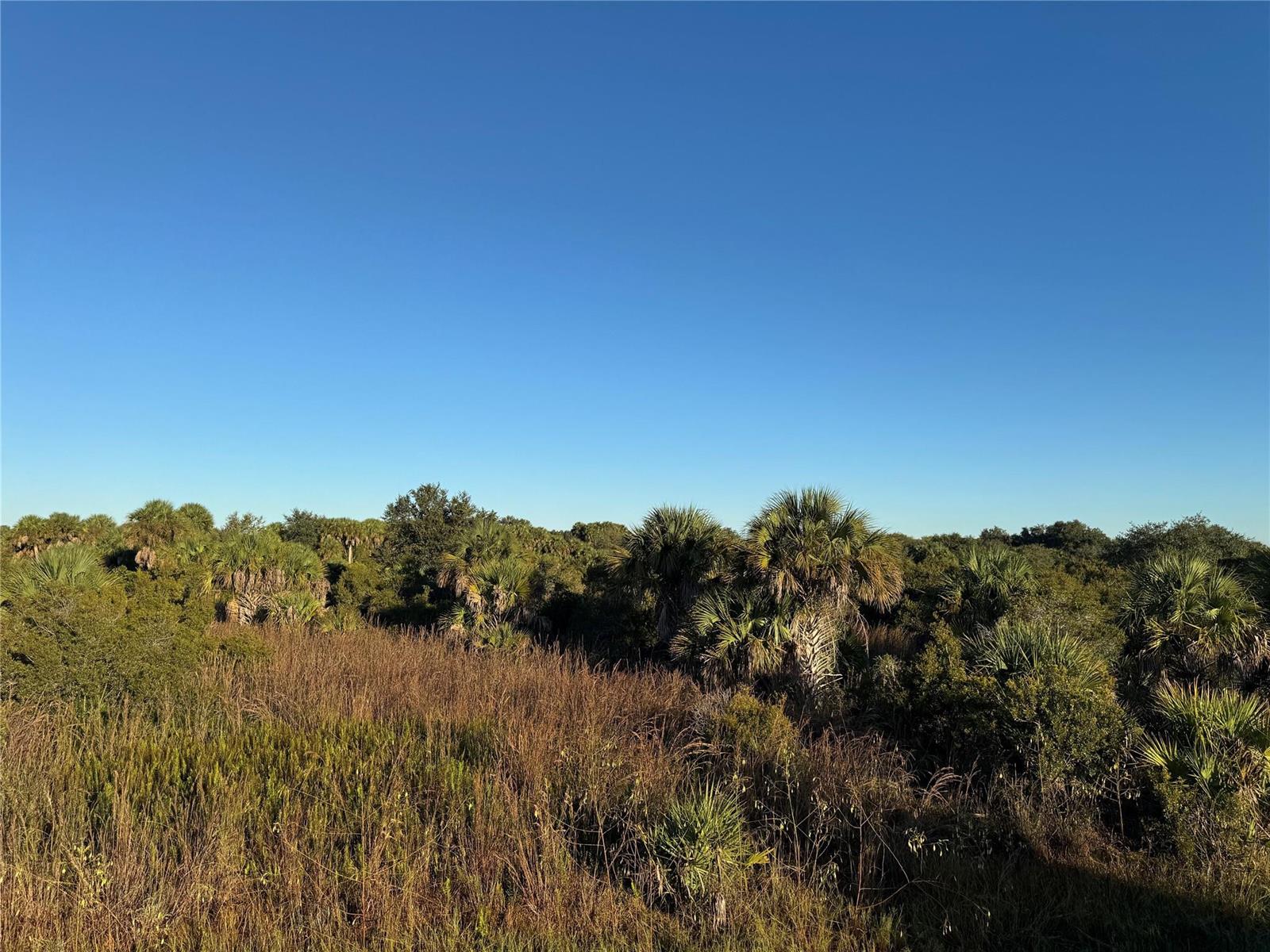 A view of a grassy field with scattered palm trees and shrubs under a clear sky — 2025 Cabbage Lane, Okeechobee FL 34974, OKEECHOBEE, FL