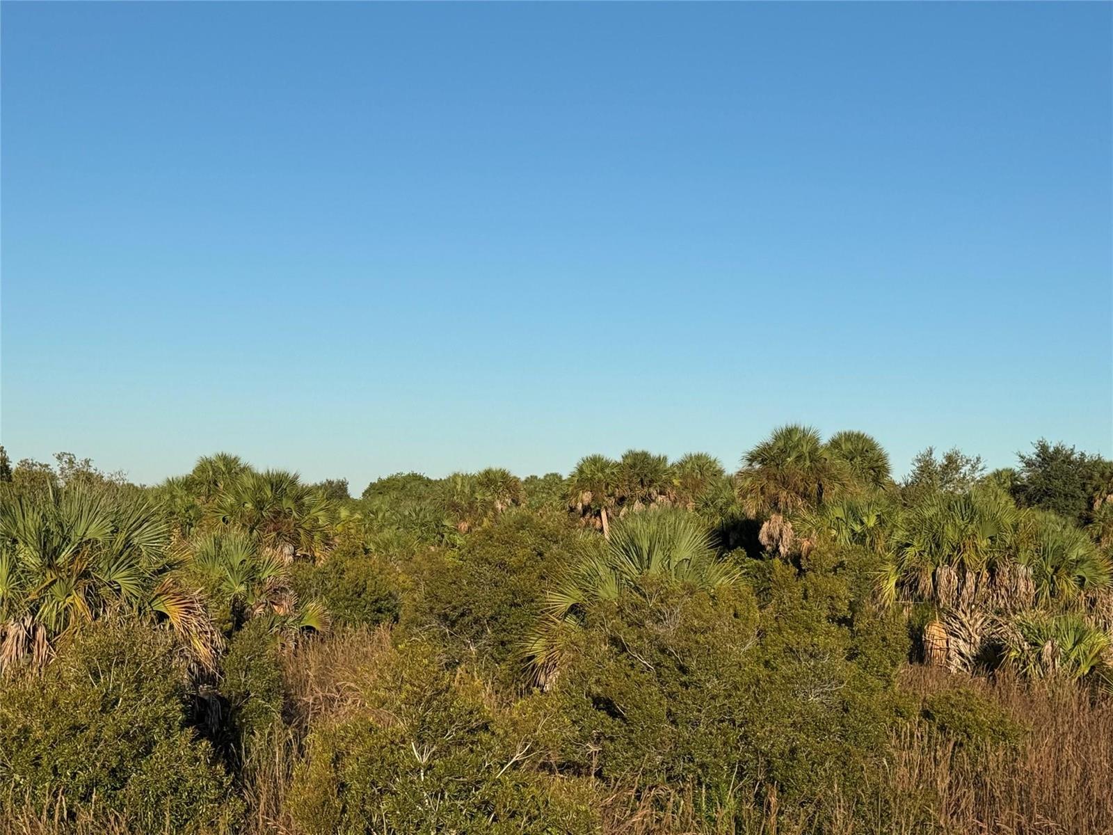 An exterior view of a dense landscape featuring various palm trees and native Florida vegetation — 2025 Cabbage Lane, Okeechobee FL 34974, OKEECHOBEE, FL