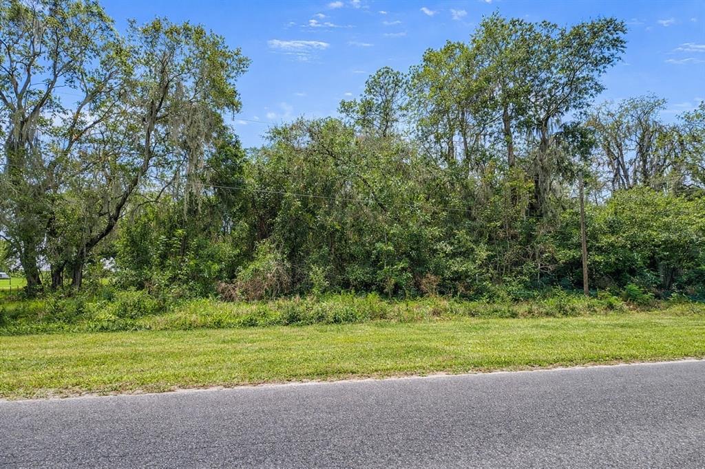 A grassy roadside area leads to a dense, wooded lot with mature trees — 21103 NE 117TH AVENUE, WALDO, FL