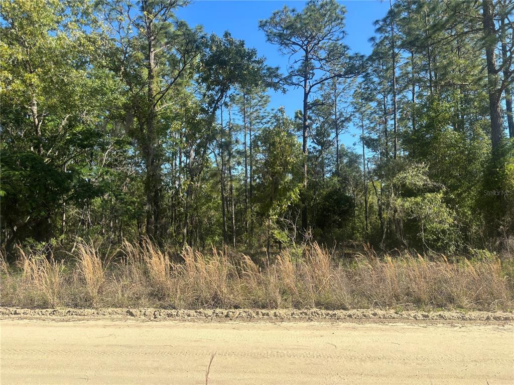 A dirt road runs in front of a wooded lot with tall pine trees — 0000 SW 8TH PLACE, OCALA, FL