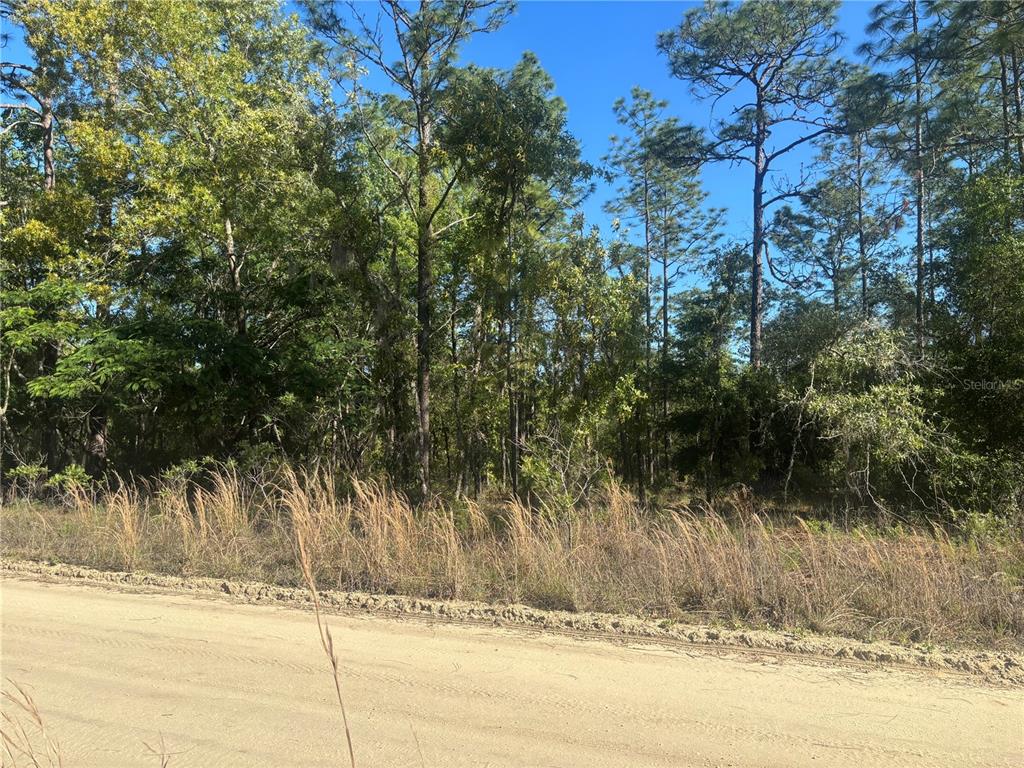 A dirt road runs in front of a wooded lot with tall, dry grass — 0000 SW 8TH PLACE, OCALA, FL