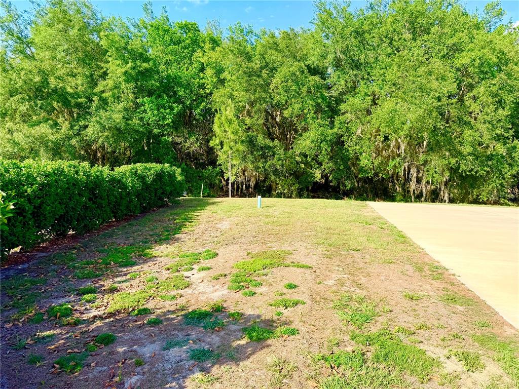 A grassy yard with a hedge borders a concrete driveway near a wooded area — 4933 SE 92ND BOULEVARD, WEBSTER, FL