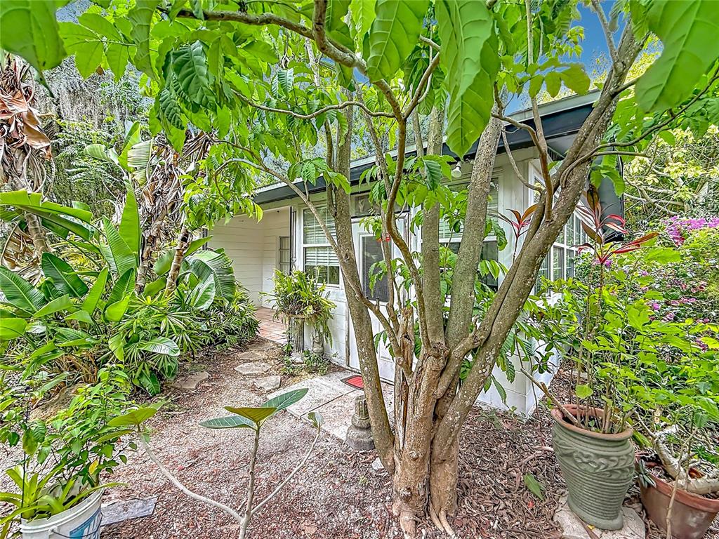 A small white cottage is surrounded by lush tropical landscaping and a gravel path — 6330 EMERSON AVENUE S, ST PETERSBURG, FL