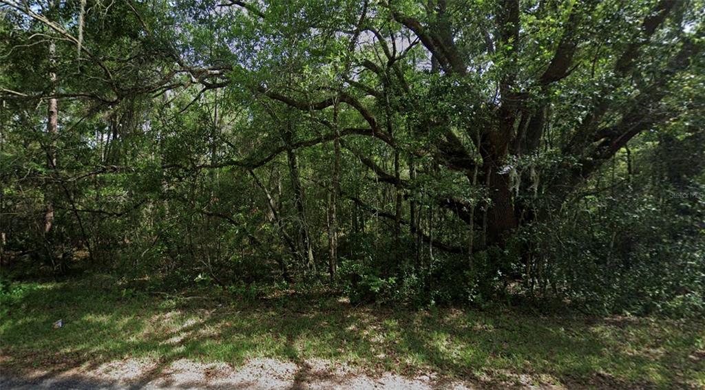 A dense, wooded lot features a large, mature oak tree with sprawling branches — 3958 E RYAN STREET, INVERNESS, FL