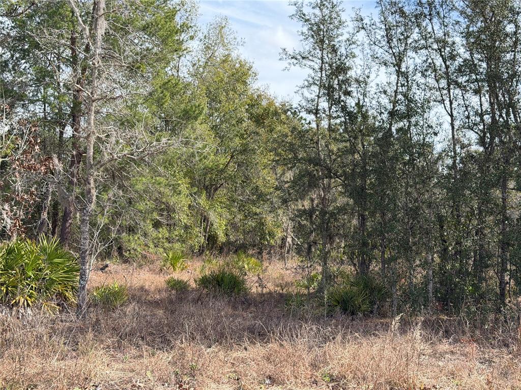 A wooded lot with dry grass and scattered palmetto bushes under a blue sky — 16426 COURLAN ROAD, BROOKSVILLE, FL