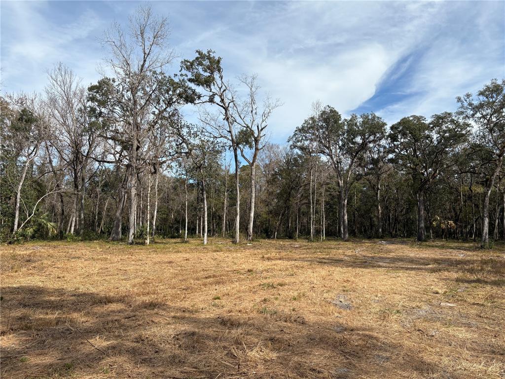 A large, cleared grassy lot sits in front of a dense forest of tall trees — LAKE LINDSEY ROAD, BROOKSVILLE, FL