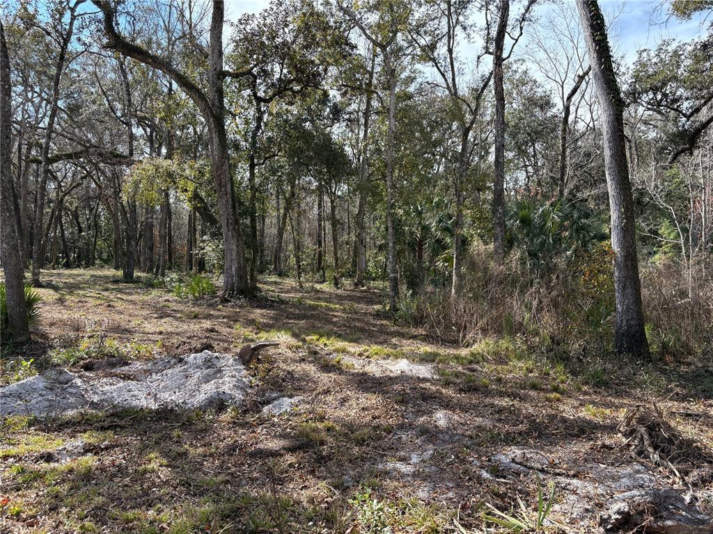 A wooded lot with scattered trees, sandy ground, and dense vegetation in the background — LAKE LINDSEY ROAD, BROOKSVILLE, FL