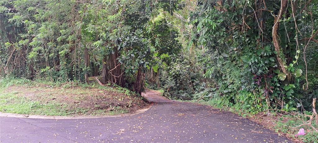 A paved road curves into a dense, lush green forest area — NE BARRIO MAMEYES, RIO GRANDE, PR