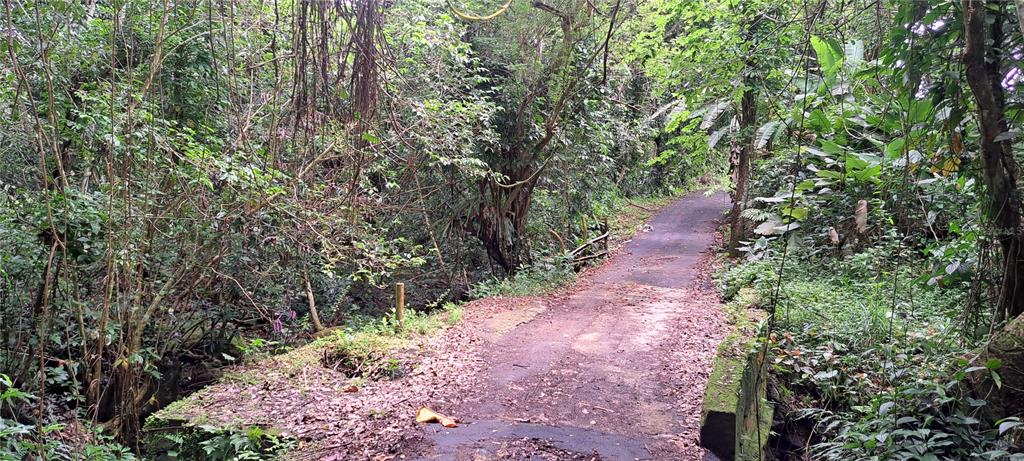A narrow paved road crosses a small bridge surrounded by dense forest and lush vegetation — NE BARRIO MAMEYES, RIO GRANDE, PR