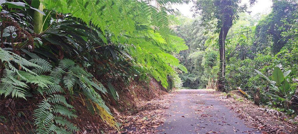 A paved road winds through a lush, green forest with dense ferns and tall trees — NE BARRIO MAMEYES, RIO GRANDE, PR