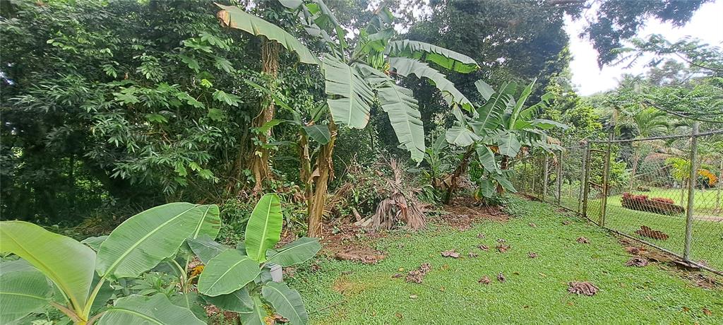 A grassy yard features banana trees and dense foliage bordered by a chain-link fence — NE BARRIO MAMEYES, RIO GRANDE, PR