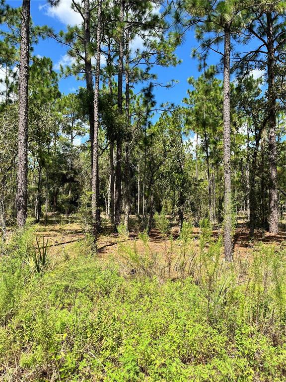 A wooded lot with tall pine trees and low-lying brush under a blue sky — TBD SW 156TH COURT, OCALA, FL
