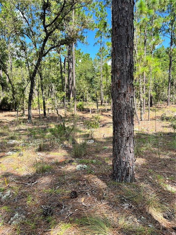 A wooded lot with pine trees and ground covered in pine needles and scattered cones — TBD SW 156TH COURT, OCALA, FL