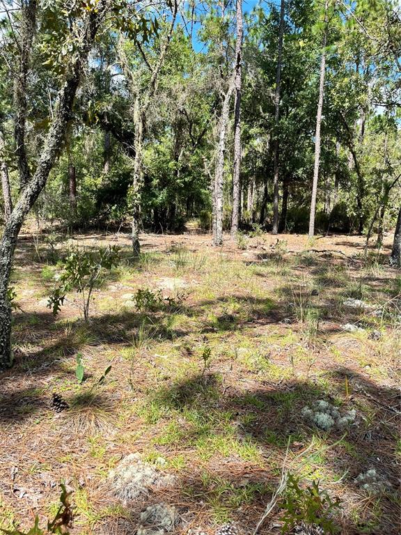 A wooded lot with pine trees, sparse grass, and pine needles covering the ground — TBD SW 156TH COURT, OCALA, FL