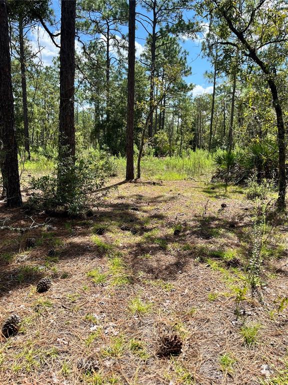 A wooded lot features tall pine trees and a ground covered in pine needles — TBD SW 156TH COURT, OCALA, FL