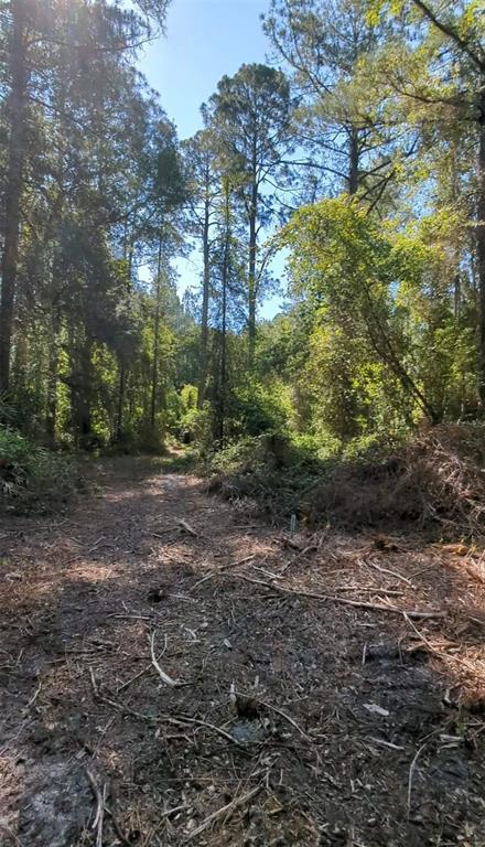 A dirt path leads through a wooded area with tall pine trees and dense undergrowth — SW 126TH AVE, LAKE BUTLER, LAKE BUTLER, FL