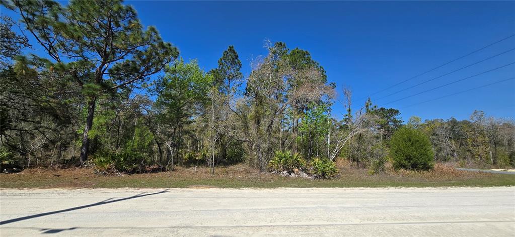A view of a wooded, undeveloped lot from a paved road under a clear sky — 12398 RUFFED GROUSE ROAD, WEEKI WACHEE, FL