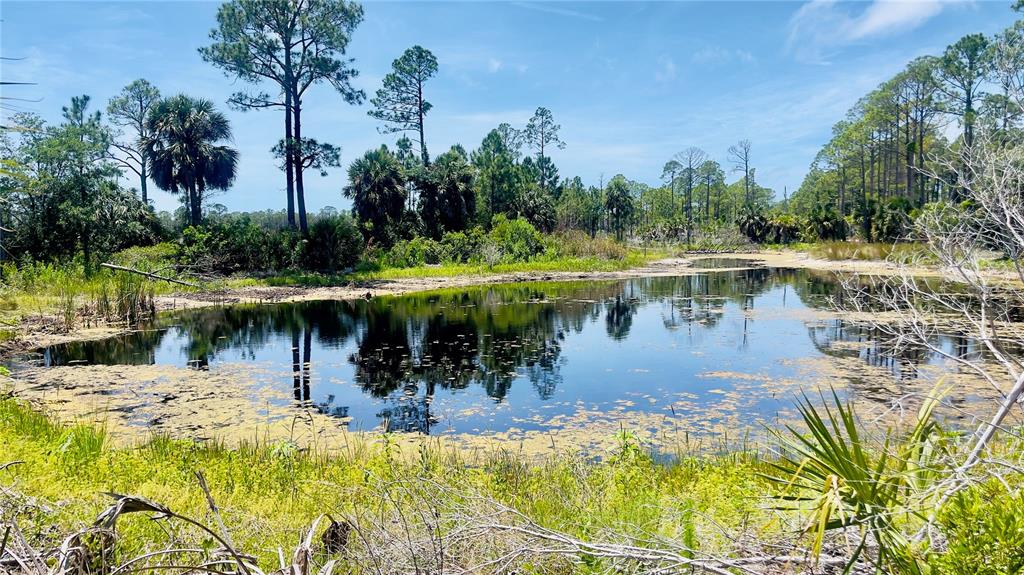 A pond surrounded by tall pine trees, palm trees, and native Florida vegetation — TBD SW 101ST LN, CEDAR KEY, FL