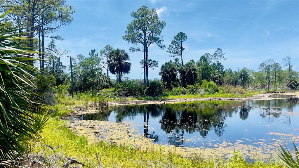 A pond surrounded by pine trees, palm trees, and native vegetation under a blue sky — TBD SW 101ST LN, CEDAR KEY, FL