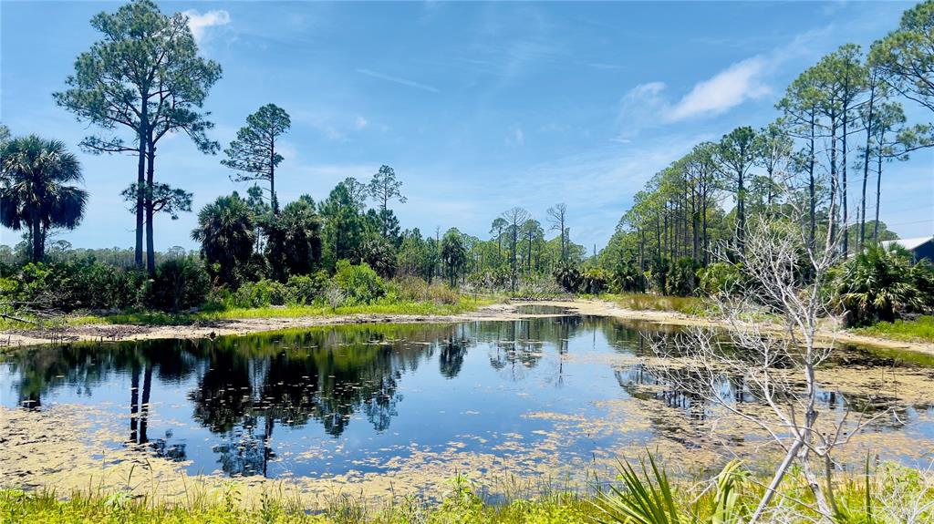 A pond surrounded by pine trees and vegetation under a clear blue sky — TBD SW 101ST LN, CEDAR KEY, FL
