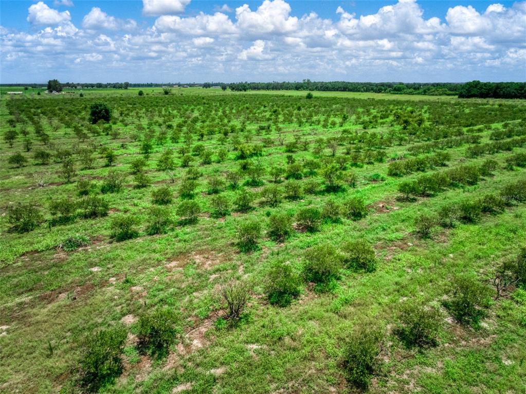 An aerial view of a large, grassy field planted with rows of small citrus trees — 0 STEPHENS ROAD, WAUCHULA, FL