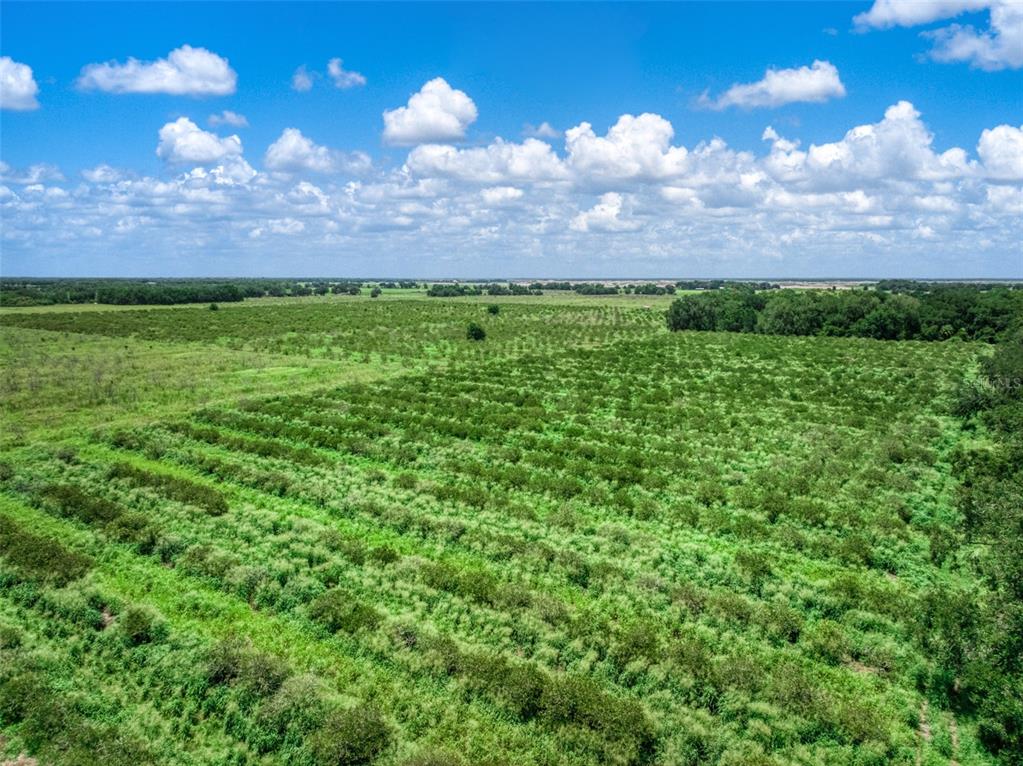 An aerial view shows a large, flat field with rows of shrubs under a cloudy sky — 0 STEPHENS ROAD, WAUCHULA, FL