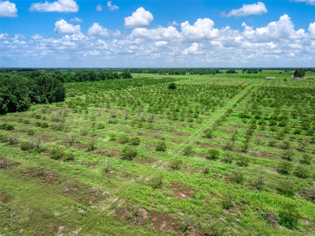 An aerial view of a large, flat agricultural field planted with rows of young trees — 0 STEPHENS ROAD, WAUCHULA, FL