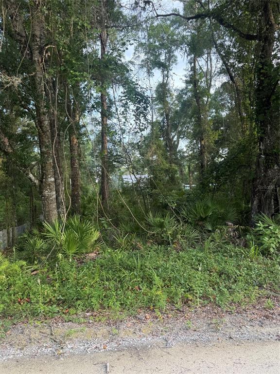 A wooded, undeveloped lot with dense trees, palmettos, and ground vegetation viewed from a road — 472 NE AVENUE AVENUE UNIT 200, OLD TOWN, FL