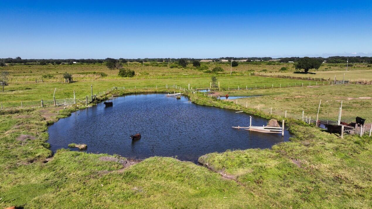 An aerial view shows a pond in a grassy pasture with several cows nearby — 7230 77th Street, Vero Beach FL 32967, VERO BEACH, FL