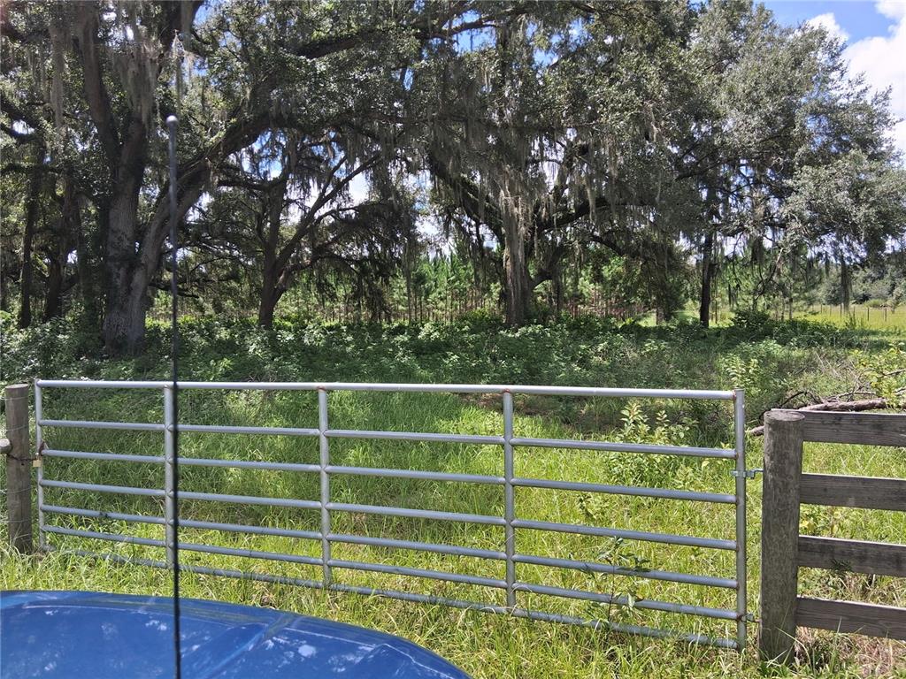 A metal gate stands in front of a grassy field with large, moss-covered oak trees — 409 COUNTY ROAD 542E, BUSHNELL, FL
