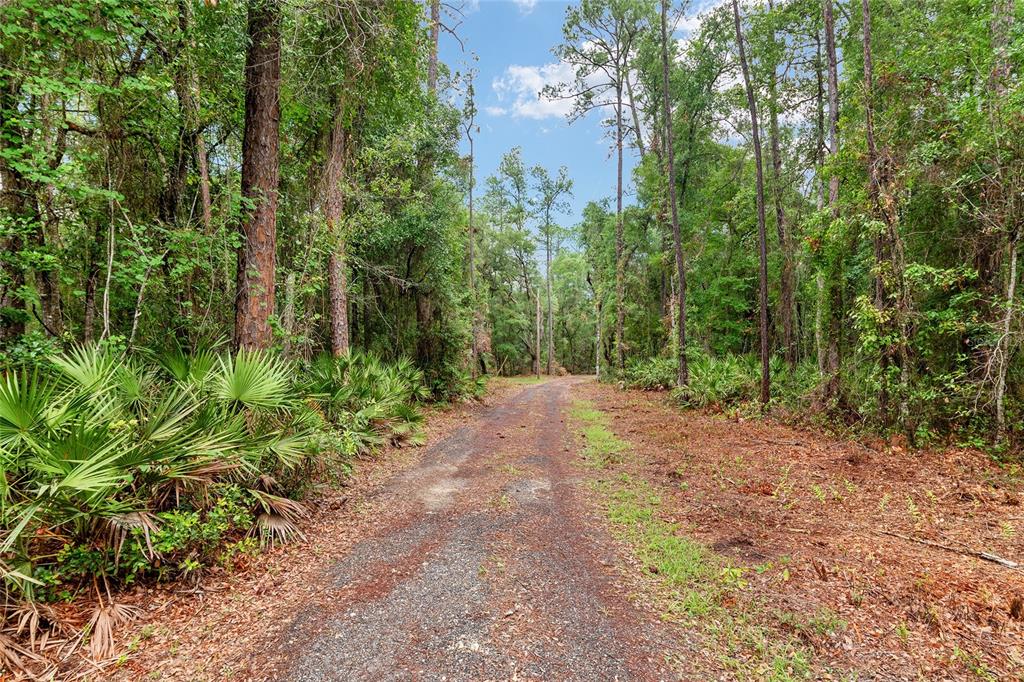 A gravel driveway leads through a dense, wooded forest with palmetto plants on the left — 7622 SE COUNTY ROAD 234, GAINESVILLE, FL