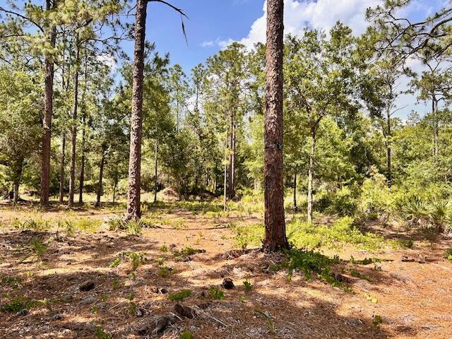 A wooded lot with tall pine trees and sparse ground vegetation under a blue sky — 1116 Belmonte Drive, FL 33855, FL