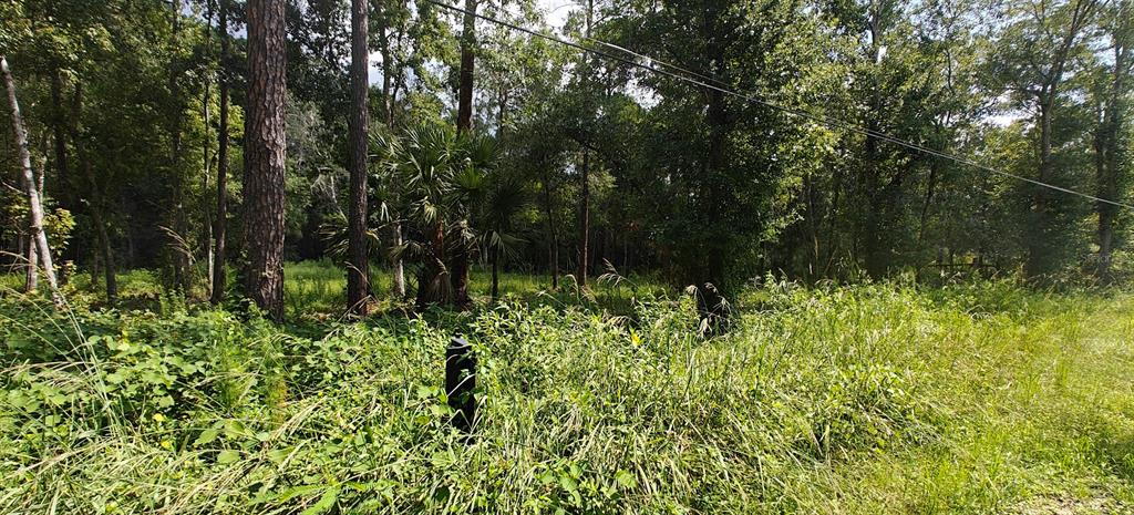 A view of a wooded, overgrown lot with tall grass and a fire hydrant — 8401 AMELIA TRAIL, KISSIMMEE, FL
