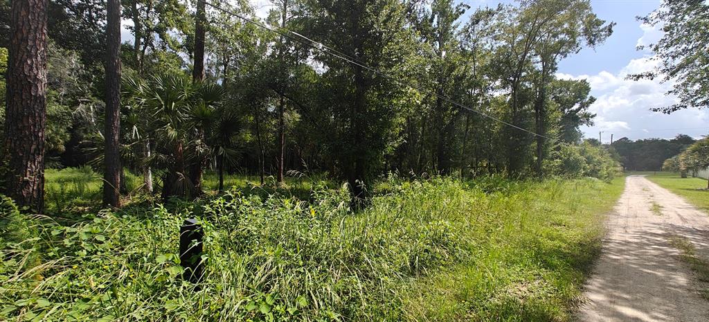 A dirt road runs alongside a wooded lot with tall trees and dense green vegetation — 8401 AMELIA TRAIL, KISSIMMEE, FL