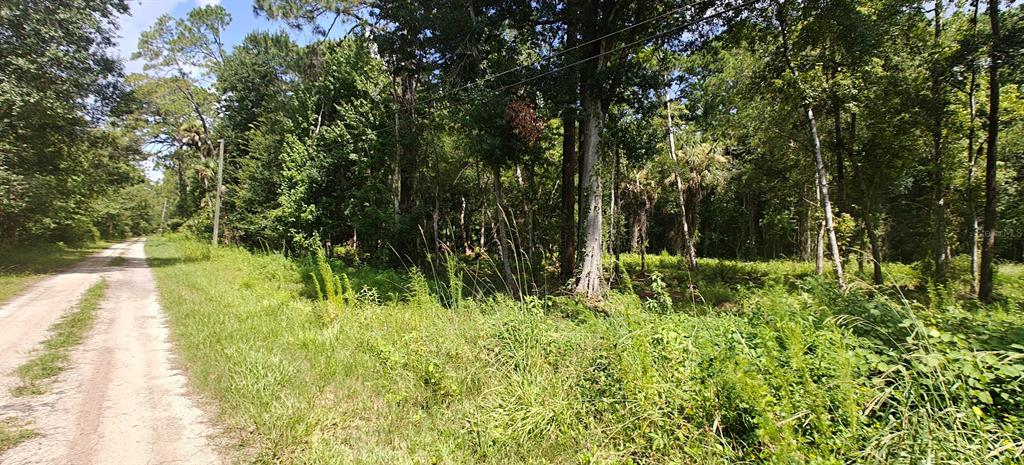 A dirt road runs alongside a wooded lot with dense vegetation and tall trees — 8401 AMELIA TRAIL, KISSIMMEE, FL