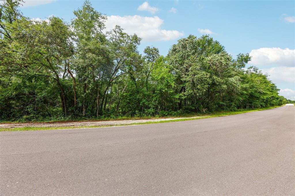 A paved road runs alongside a wooded lot with dense green trees and vegetation — 33340 TOMBSTONE ST, WEBSTER, FL