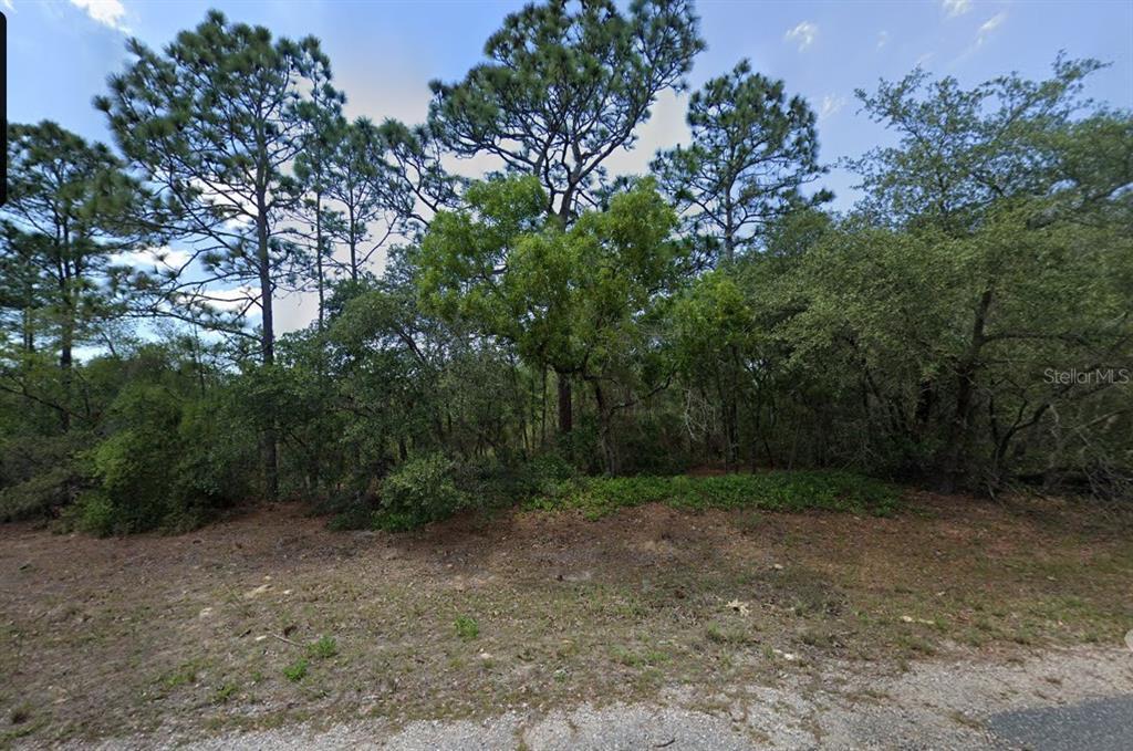 A wooded, undeveloped residential lot with tall pine trees and dense underbrush — 8864 N BARBADOS WAY, CITRUS SPRINGS, FL